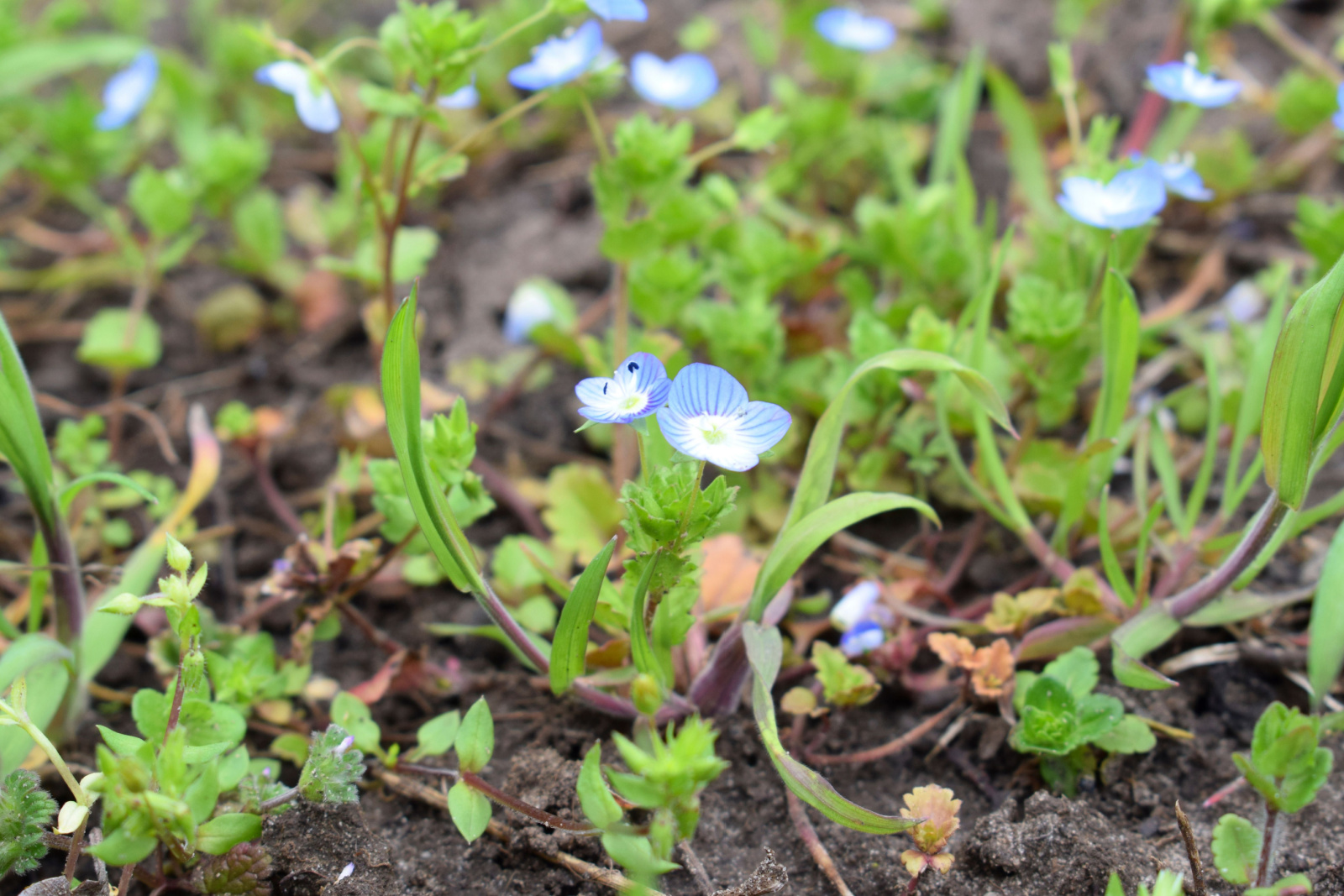 creeping speedwell or Veronica persica