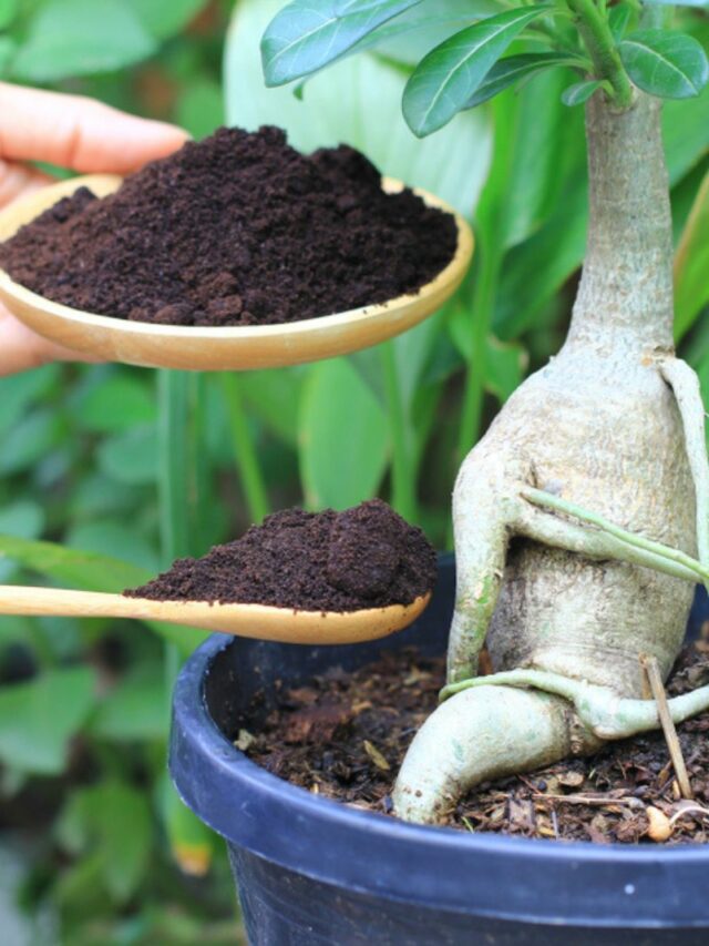 Coffee residue is applied to the tree and is a natural fertilizer