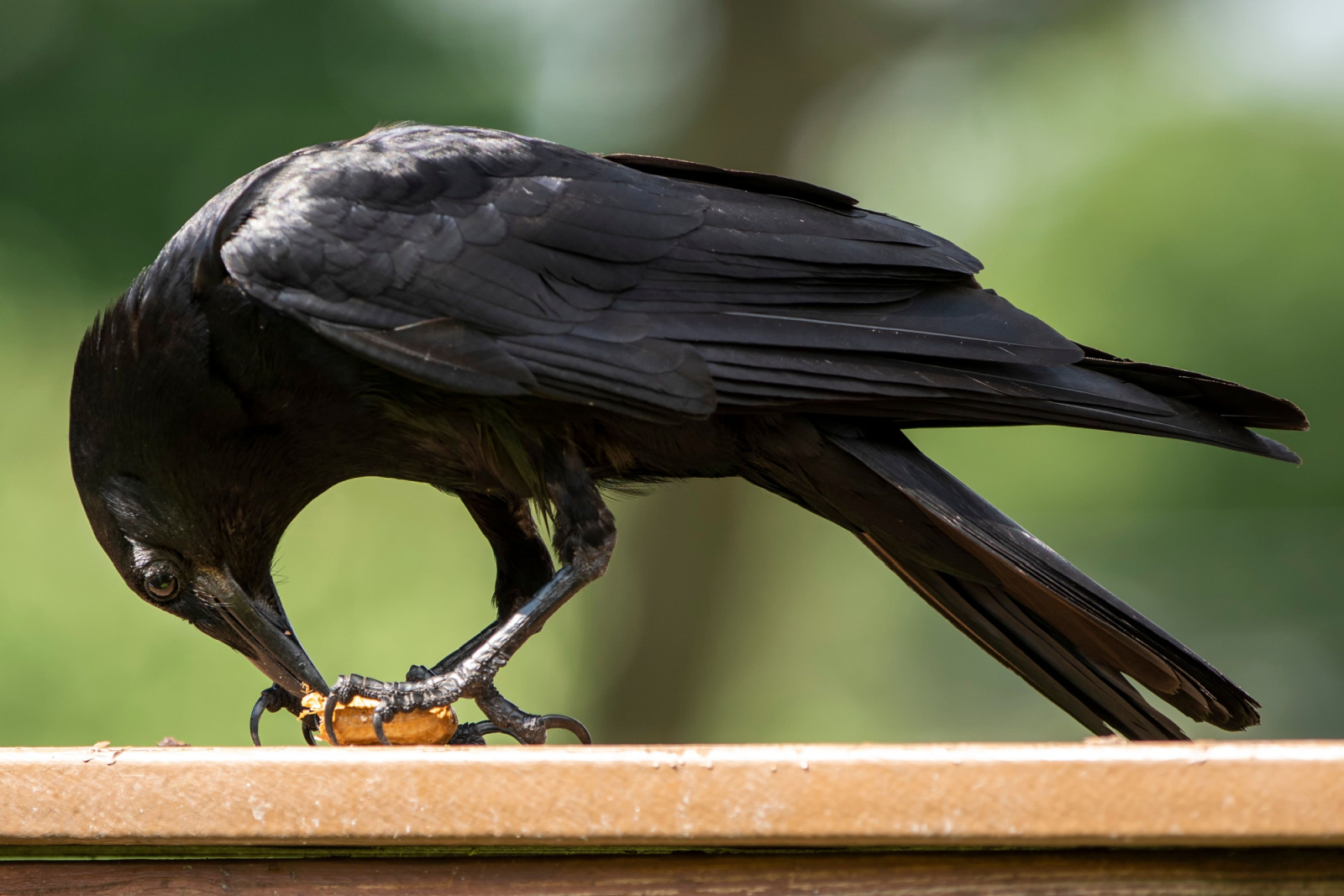 crow eating a peanut
