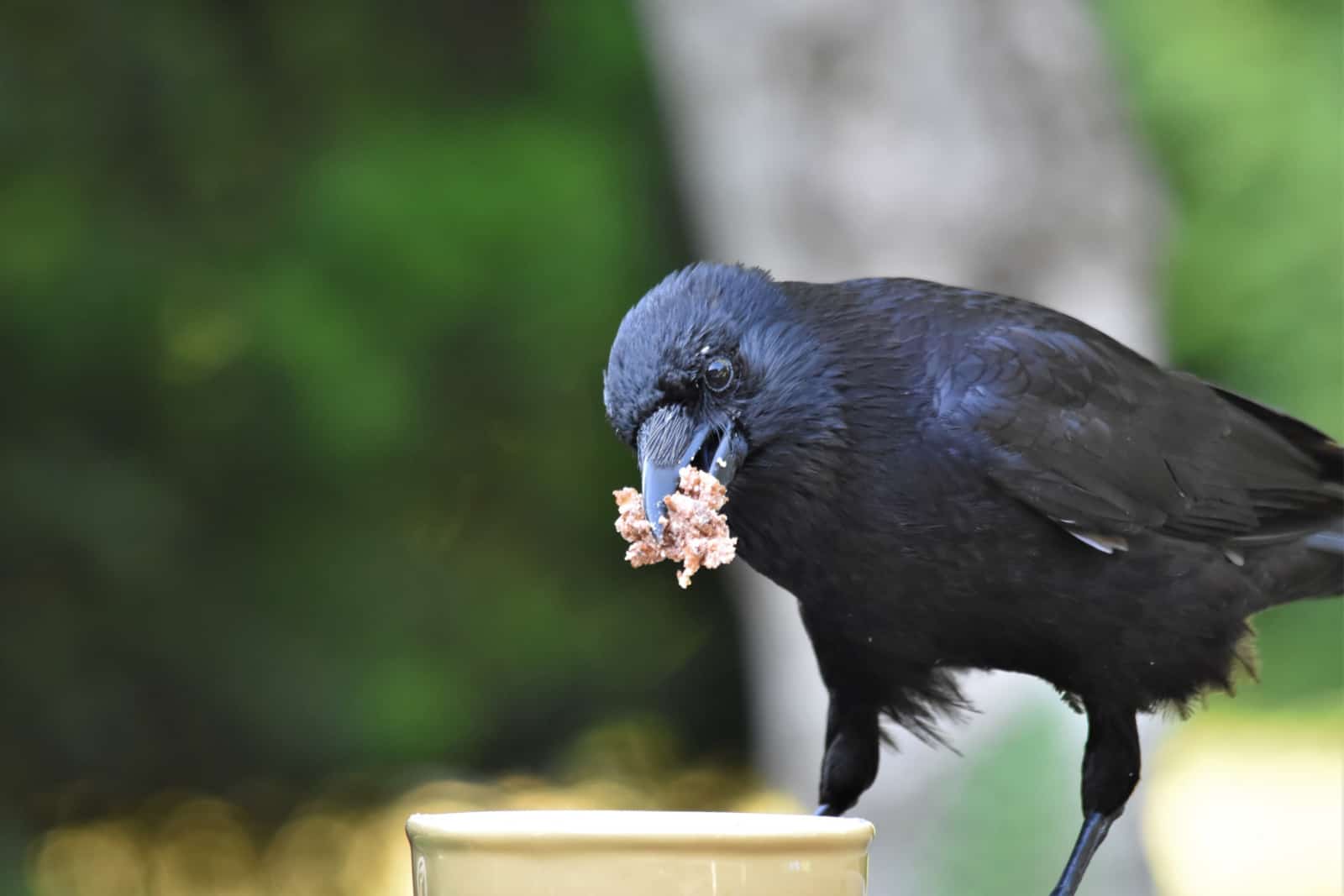 crow eating food in the garden