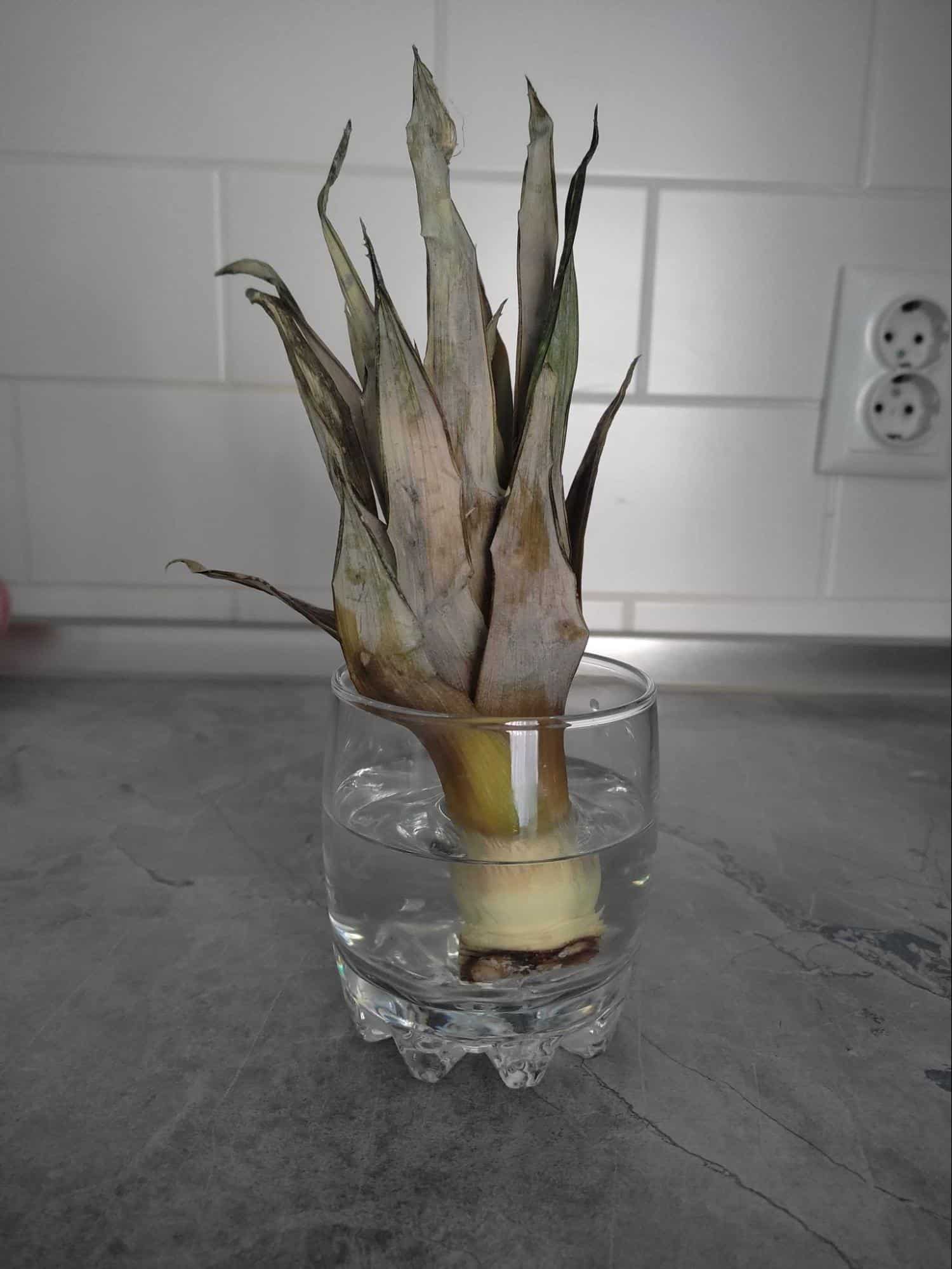 crown of pineapple in the hour of water