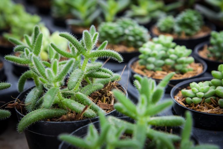 delosperma echinatum in small black pots