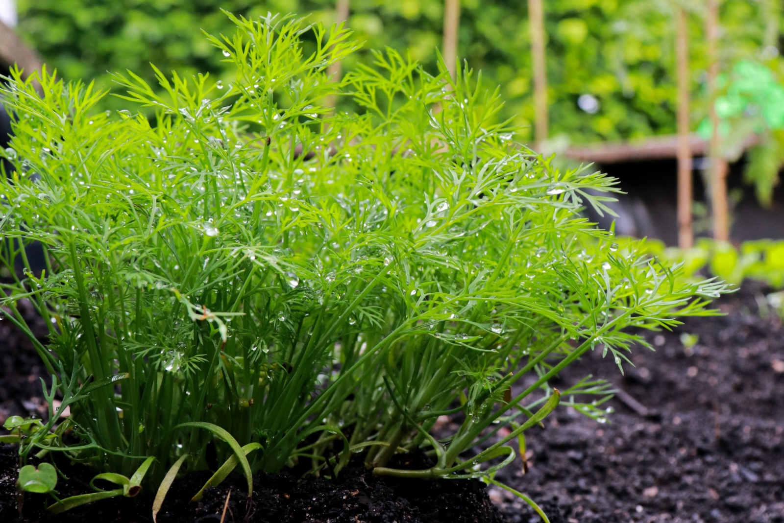 dill in garden