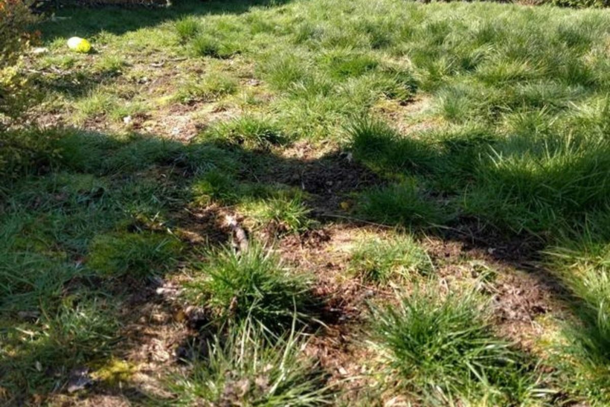 Ditch The Heavy Machinery! Here's How To Level A Bumpy Lawn Without The