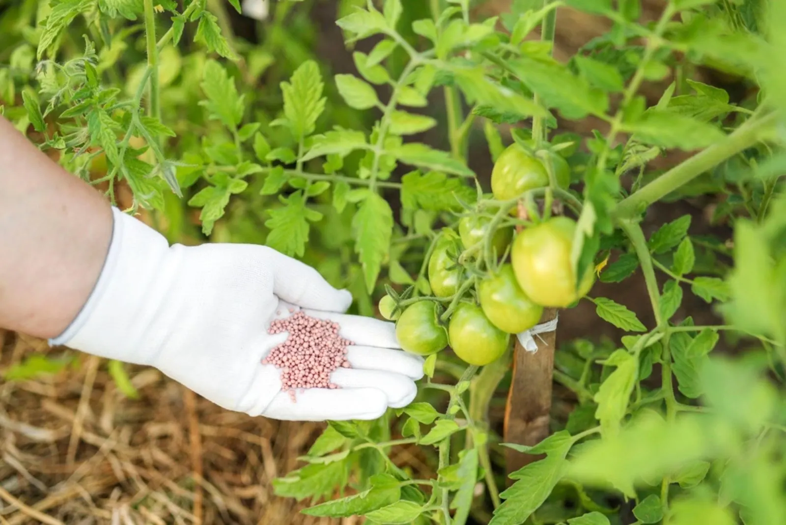 farmer hand in a rubber glove giving chemical fertilizer to young tomatoes