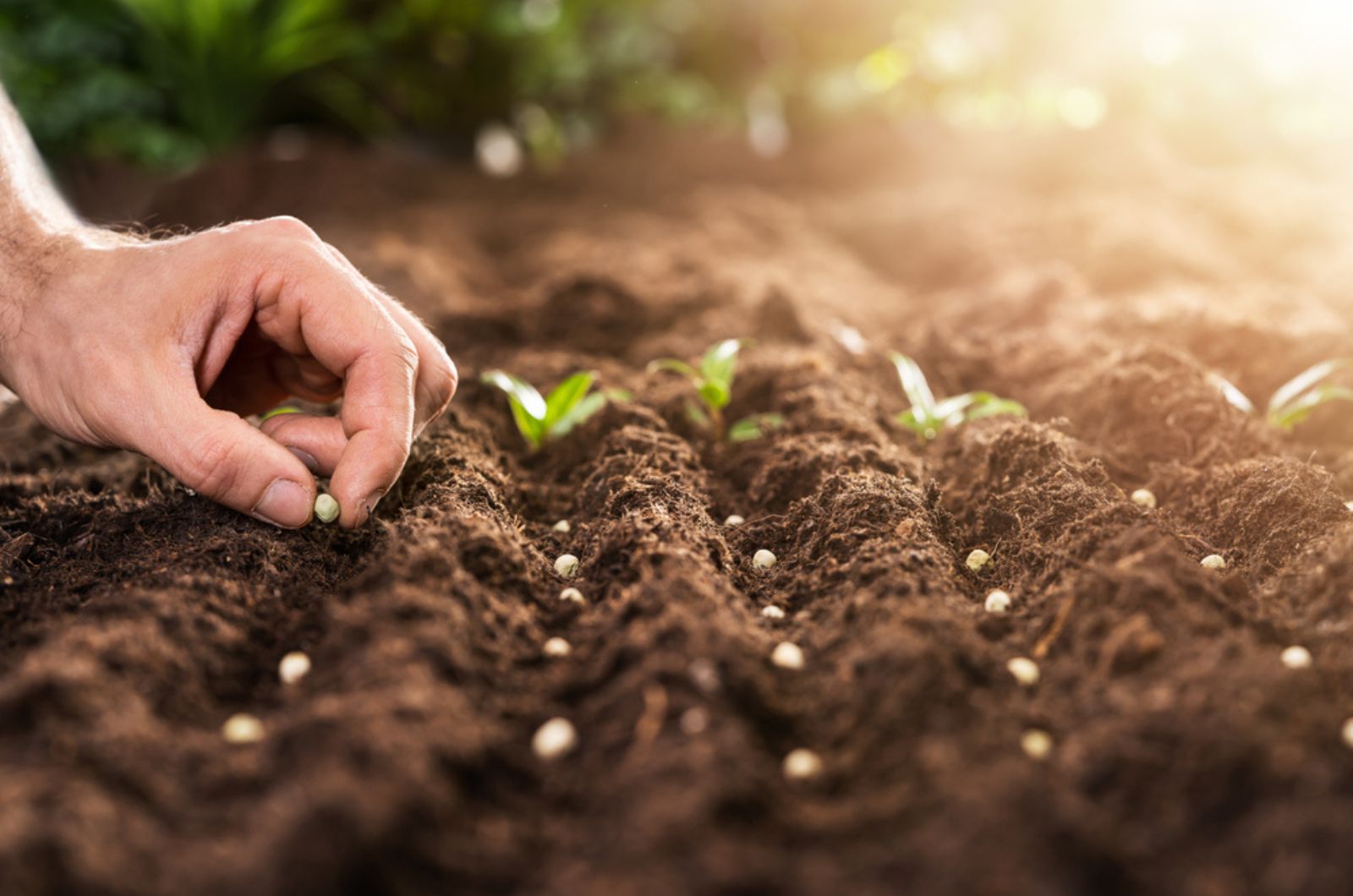 farmer planting bean seeds