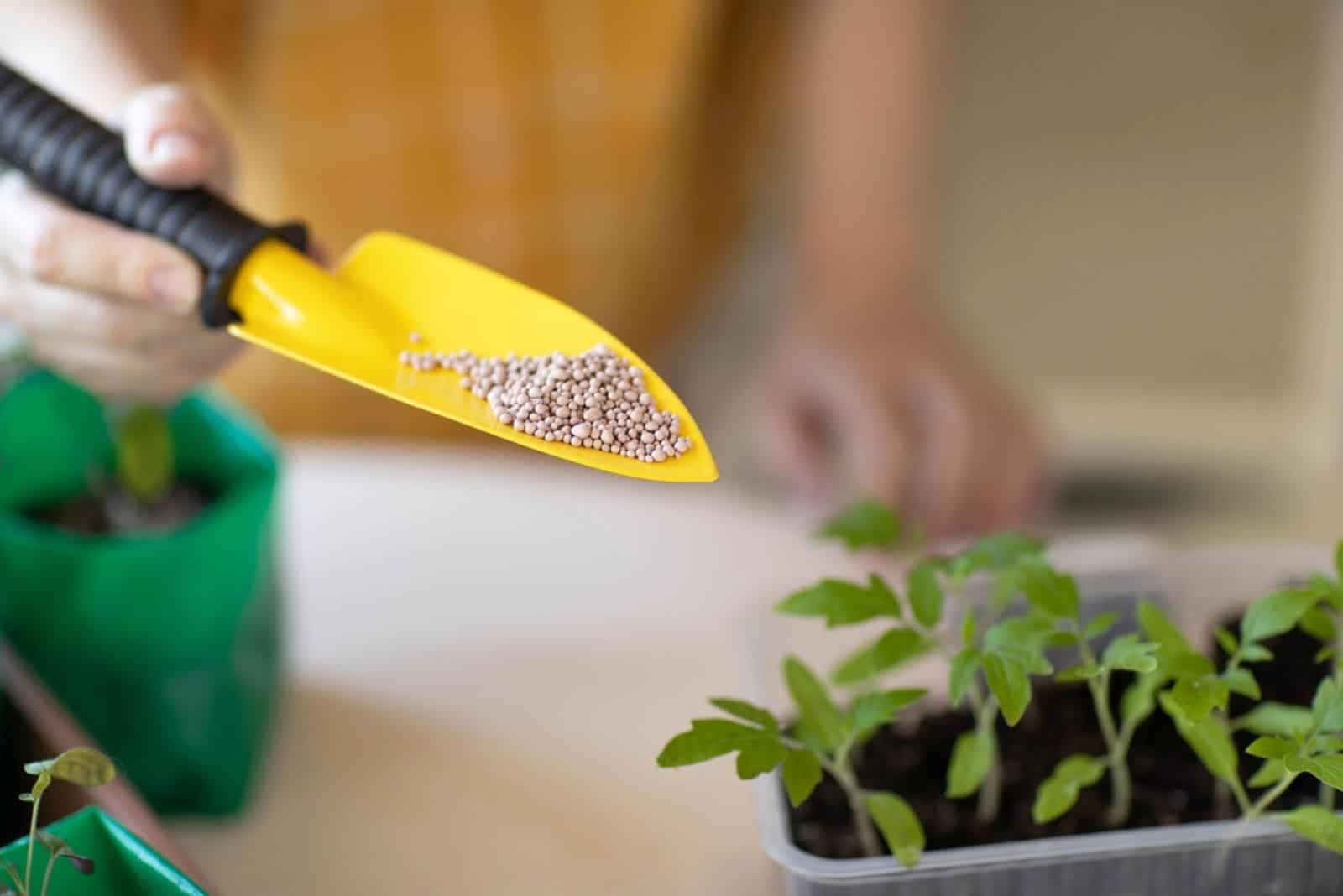 fertilizer for vegetable seedlings on a yellow spatula
