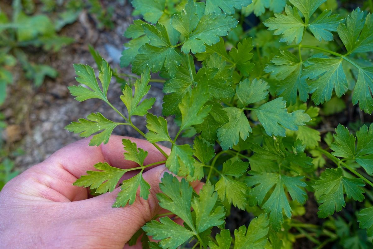 15 Fantastic Companion Plants For Peppers