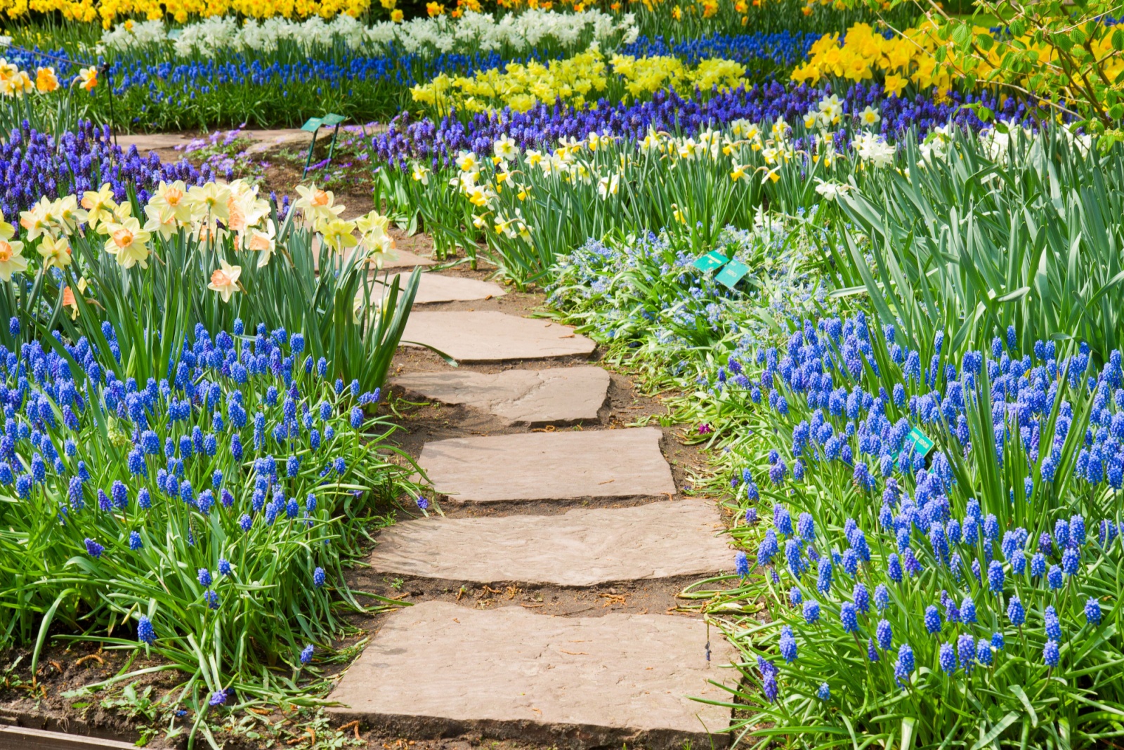 garden path with large stones