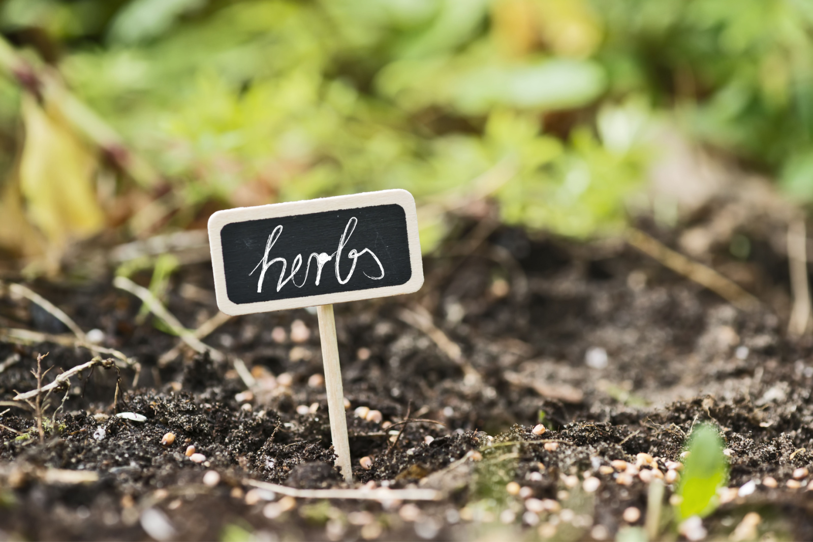 garden soil with a label saying herbs