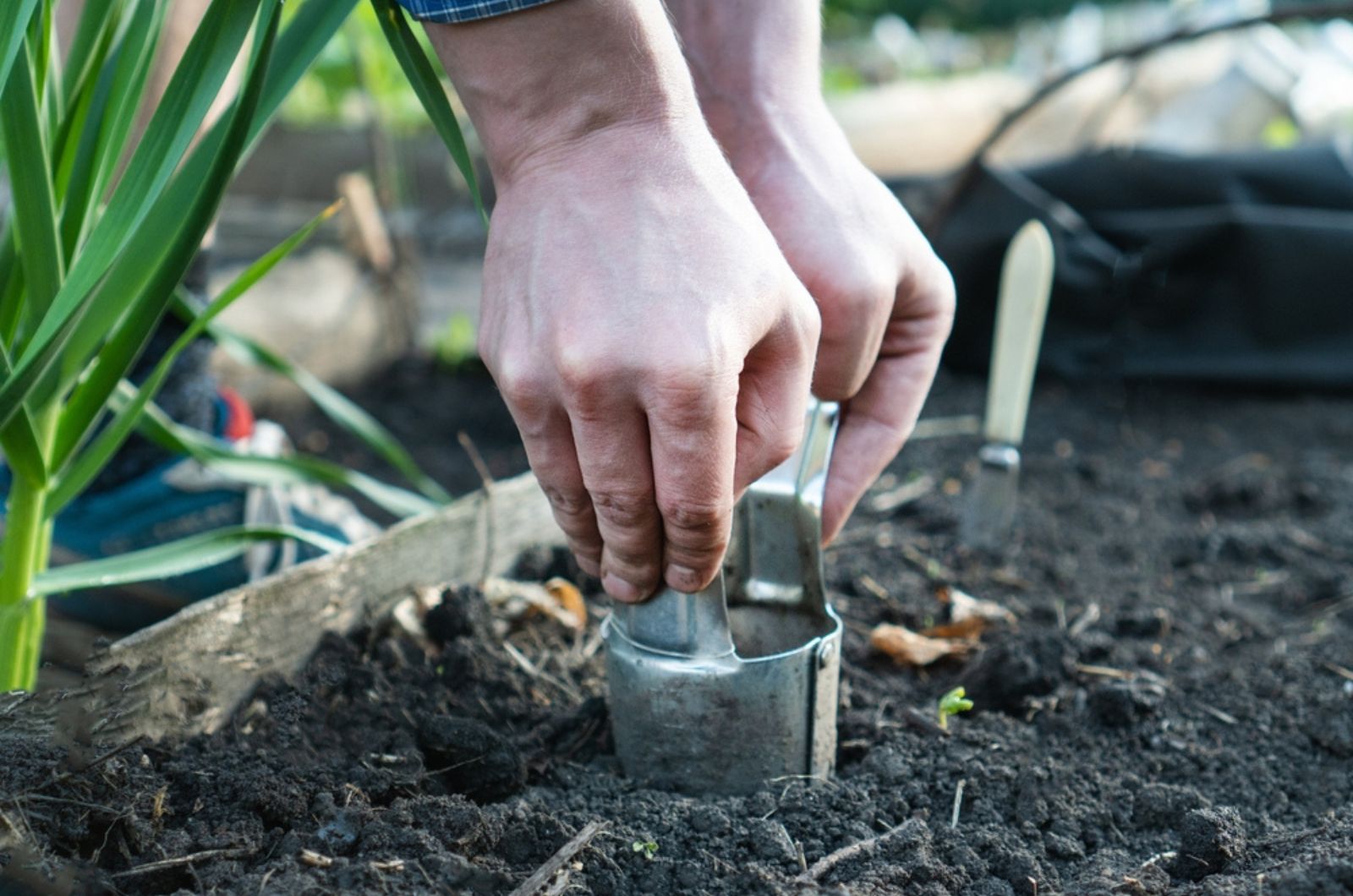 gardener composting tulip bulbs