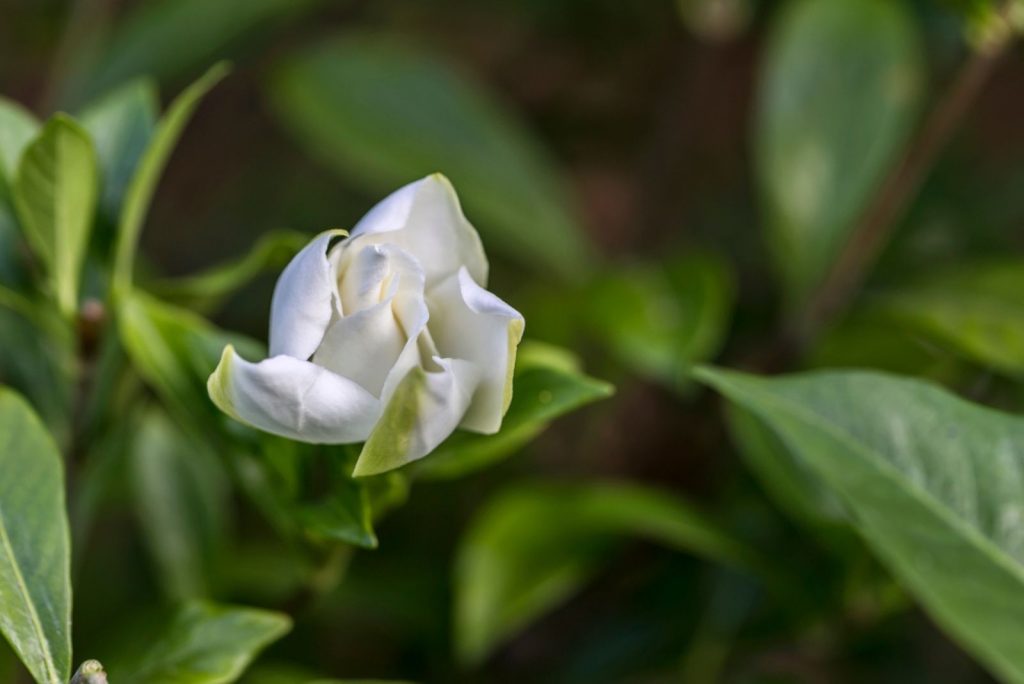 7 Common Reasons Your Gardenia Is Not Blooming As It Should
