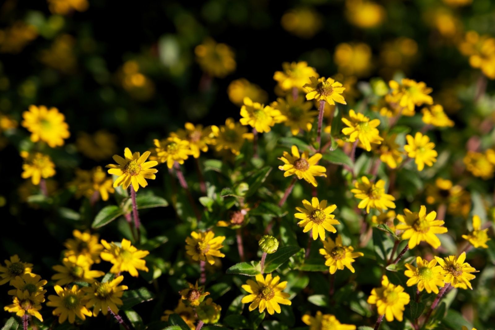 green and gold flowers