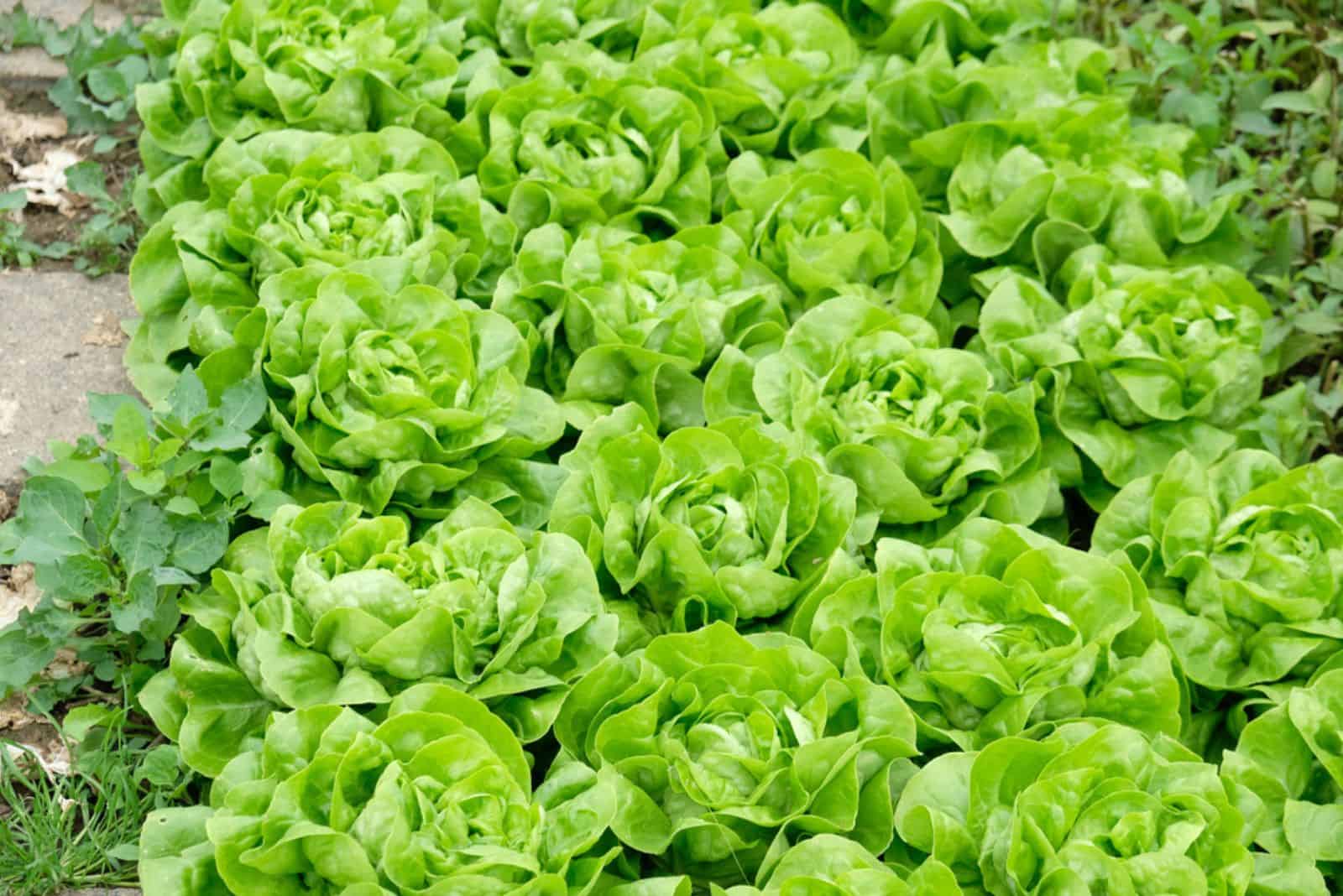 green heads of lettuce grow in a row in the field