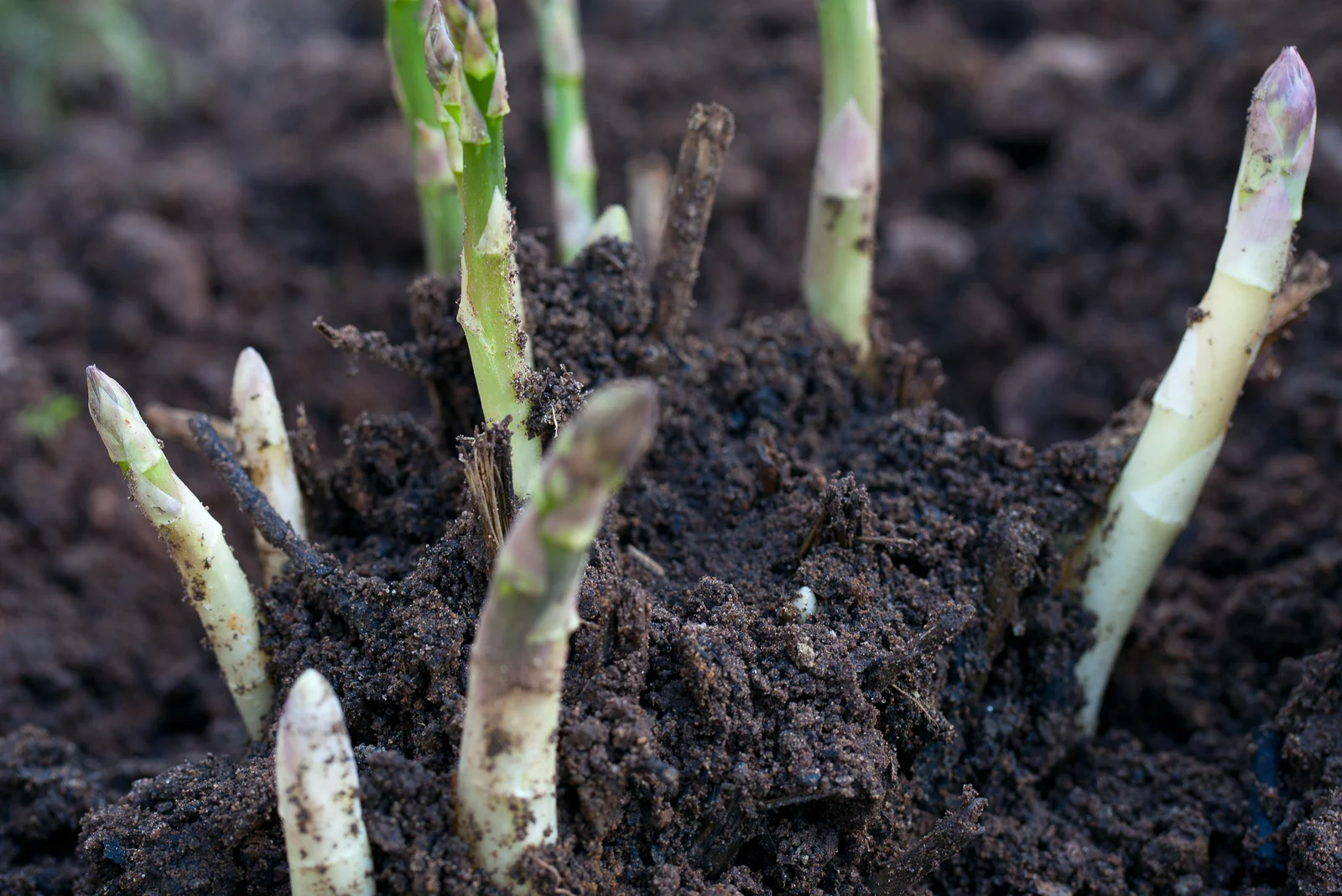 growing asparagus in the soil