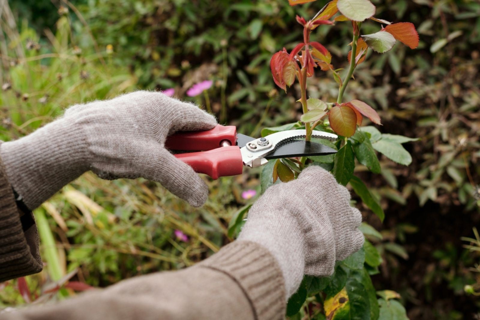  hands of gardener with scissors pruning top of rose