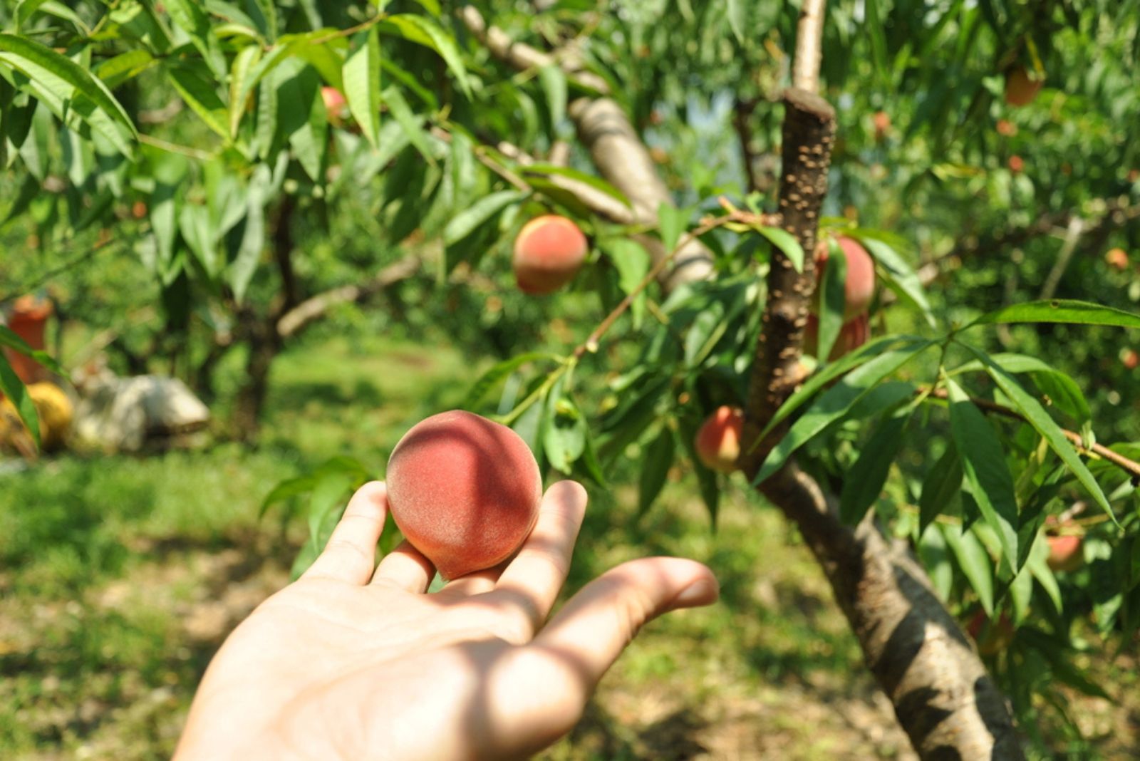 human hand holding peach from tree