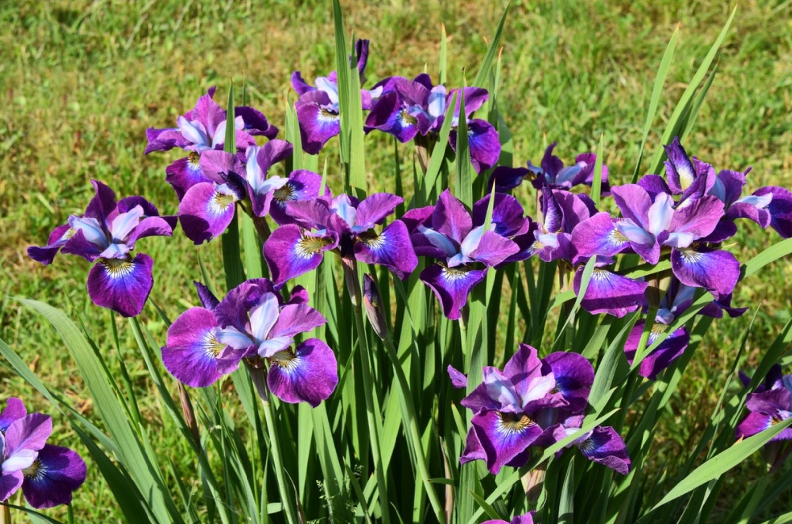 iris flowers in bloom