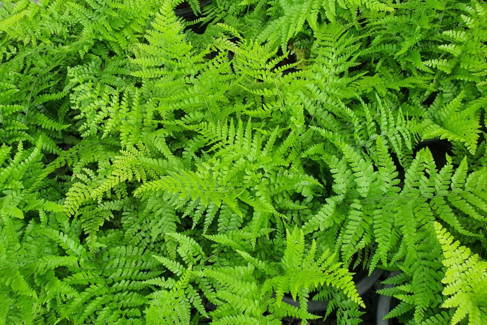 lady fern