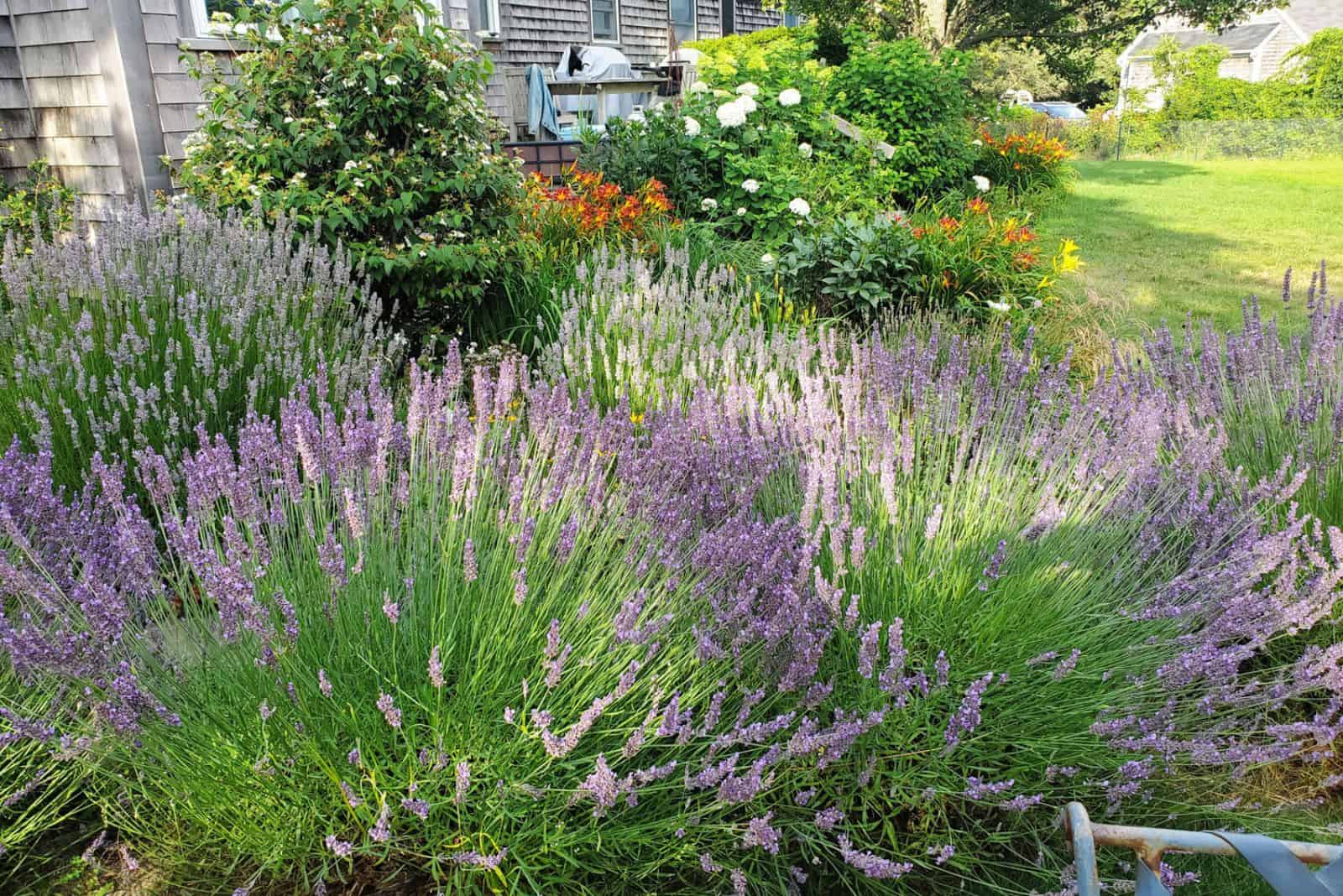 lavender and rosemary in the garden