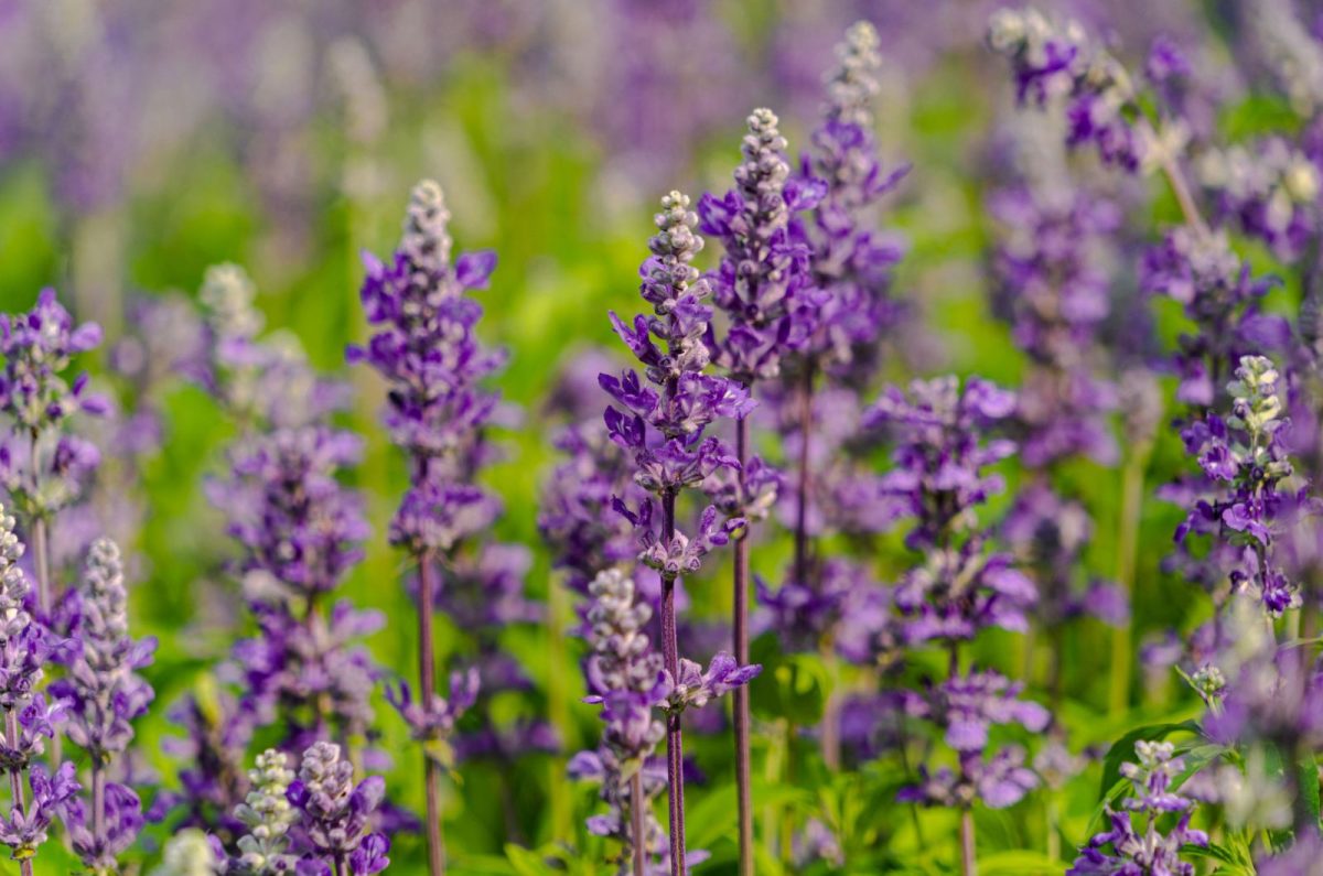 Is Lavender DroughtTolerant And Which Types Are Best For Dry Environments?