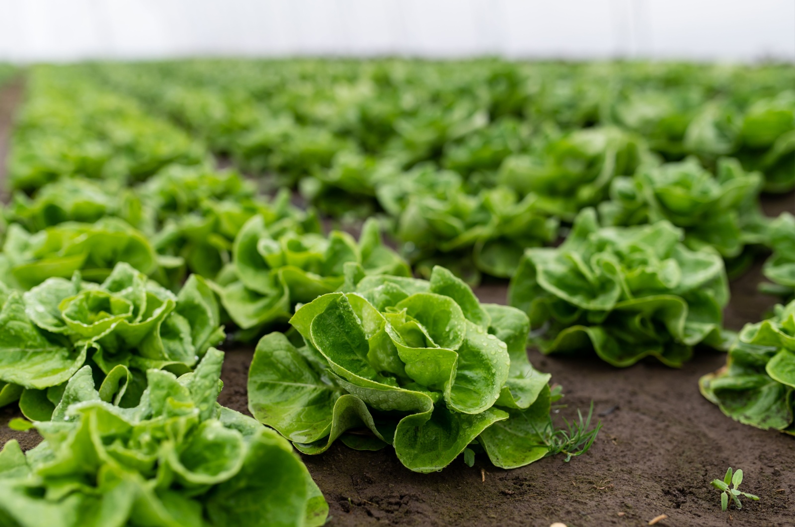 lettuce growing in greenhouse