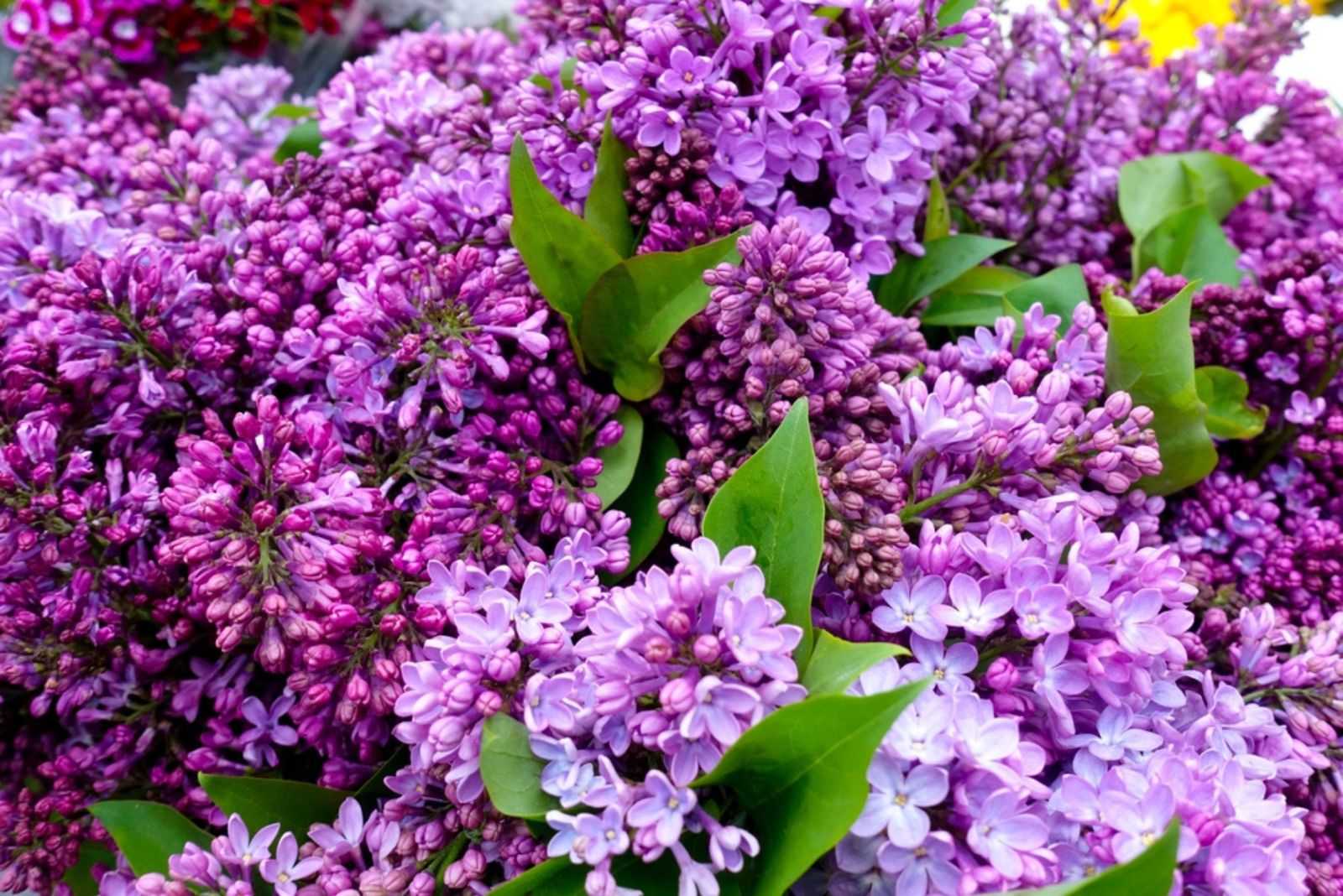 lilac flowers