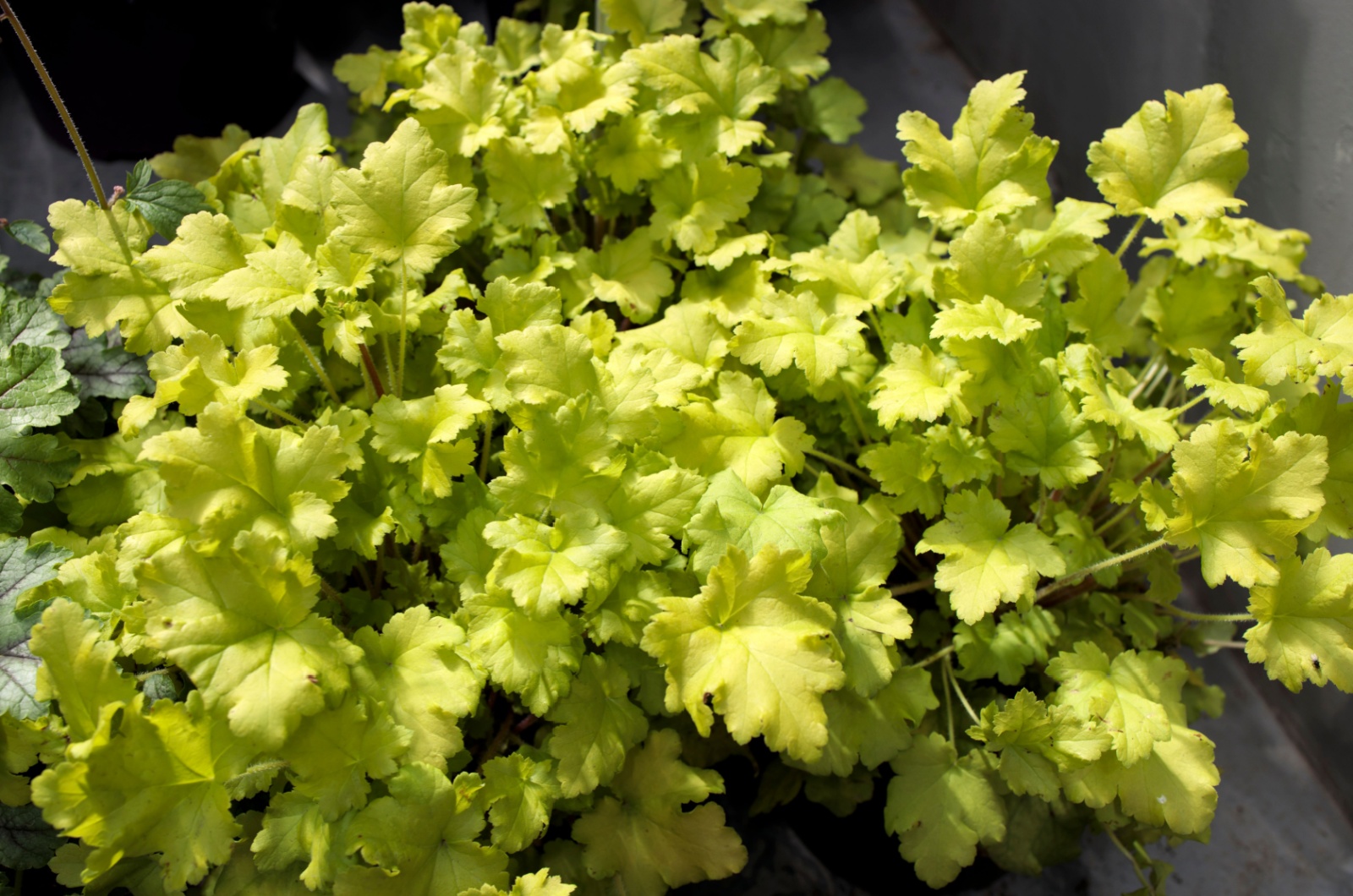 lime mermalade heuchera