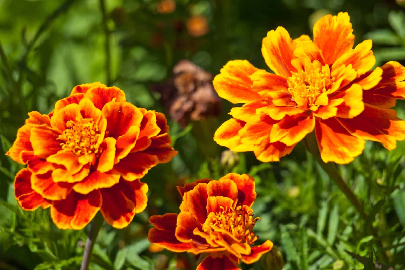 marigold flower background