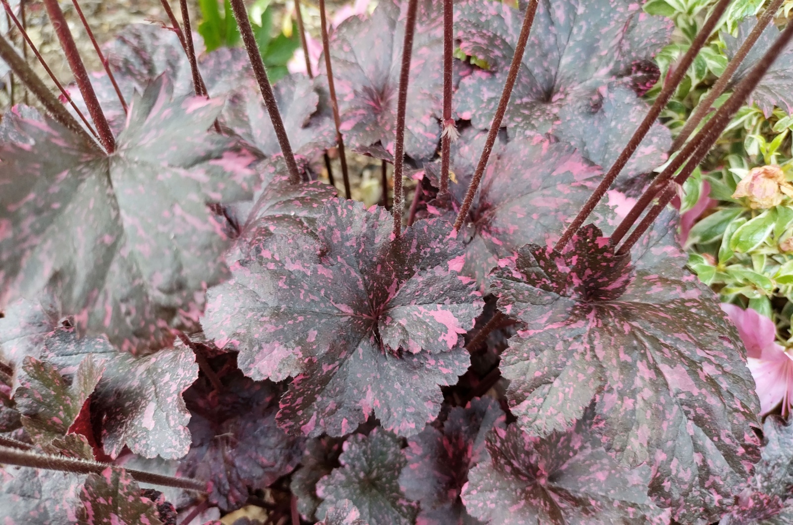 midnight rose heuchera