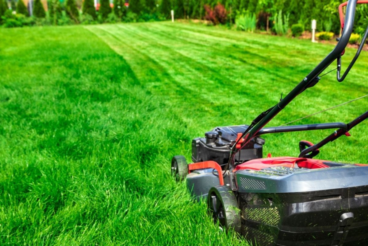 Here’s What Happens If You Water Your Lawn After Mowing