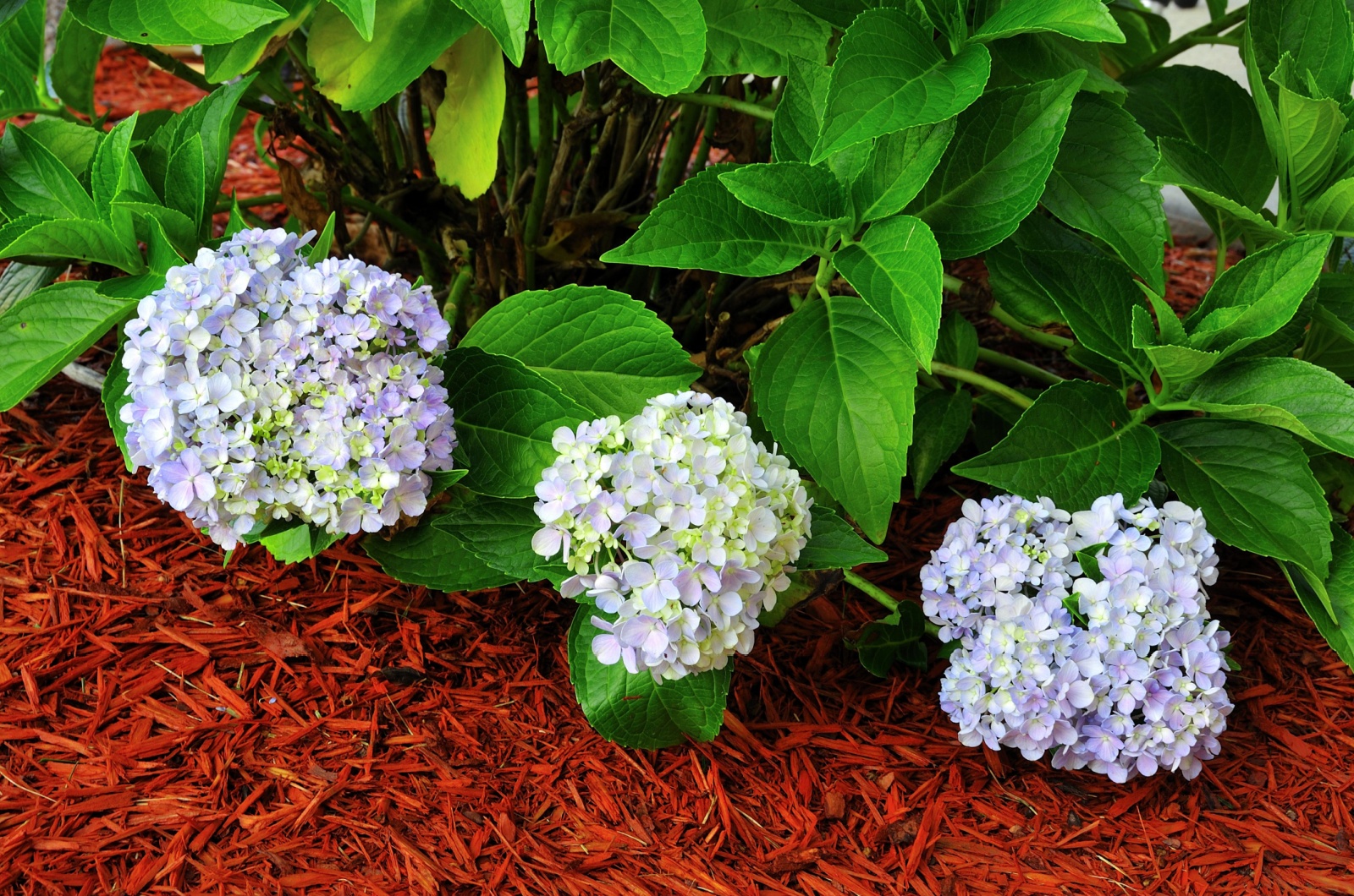 mulching hydrangea