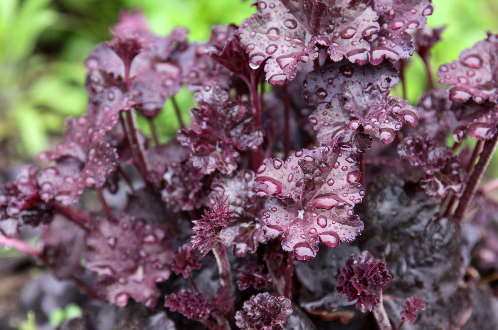 obsidian heuchera