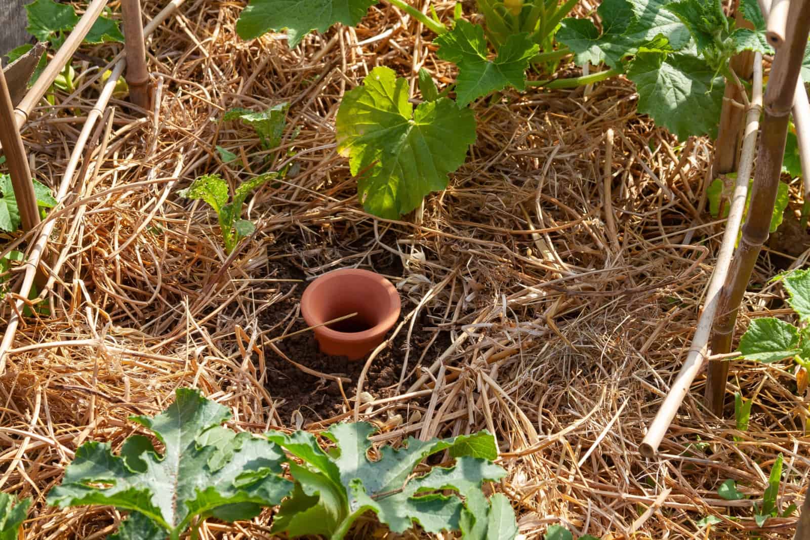 olla irrigation system used in a vegetable garden