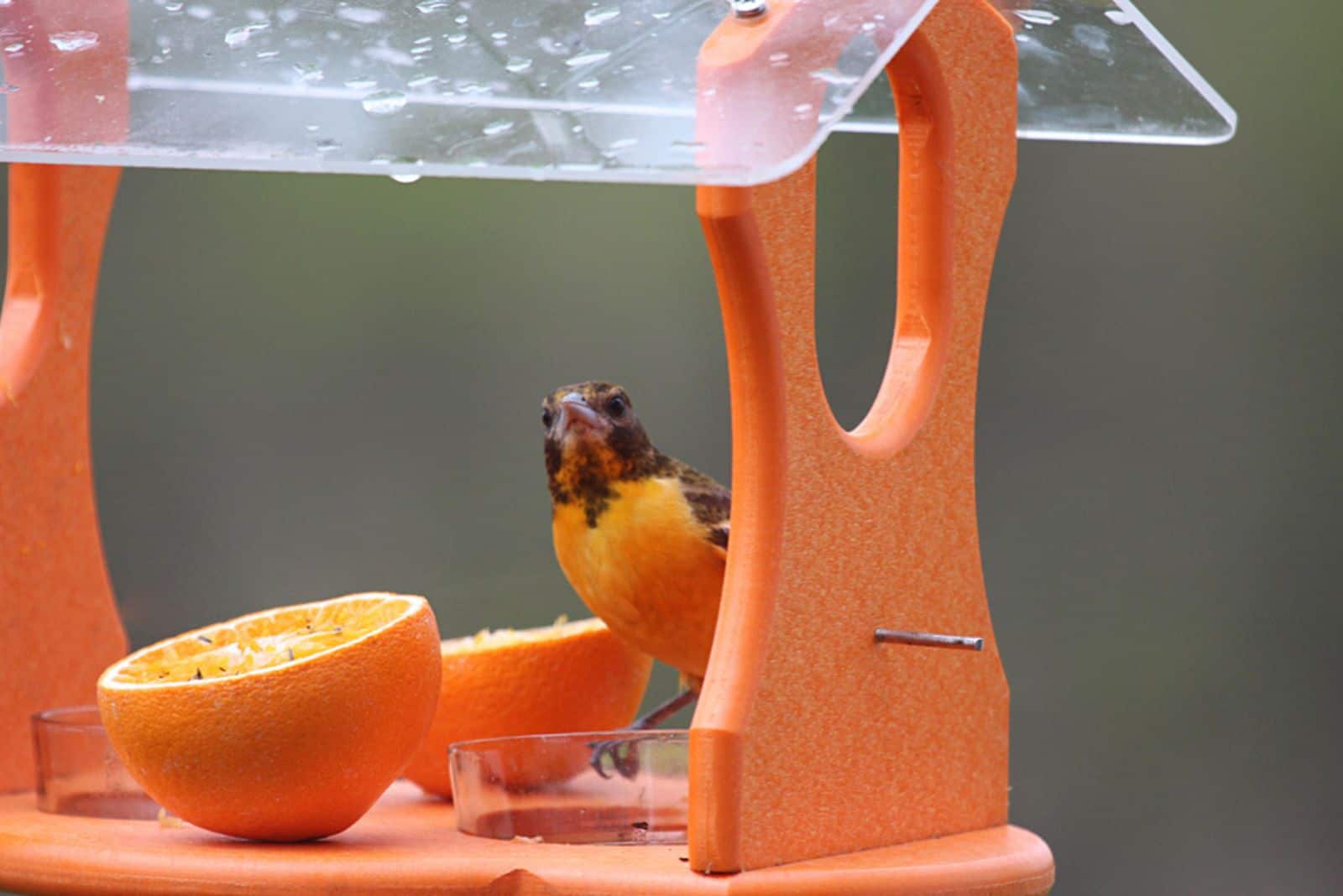 oriole bird with orange