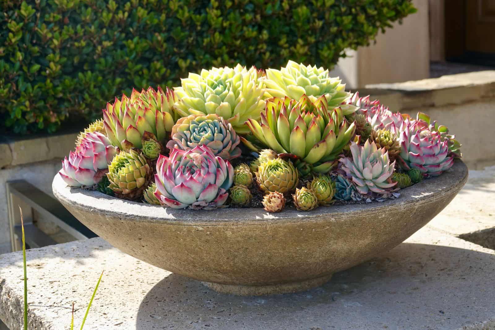 ornamental succulents arranged in a large bowl