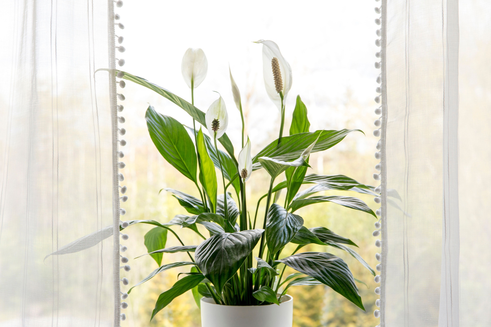 peace lily on a window sill