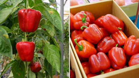 15 Fantastic Companion Plants For Peppers