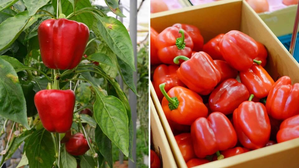 15 Fantastic Companion Plants For Peppers 4920