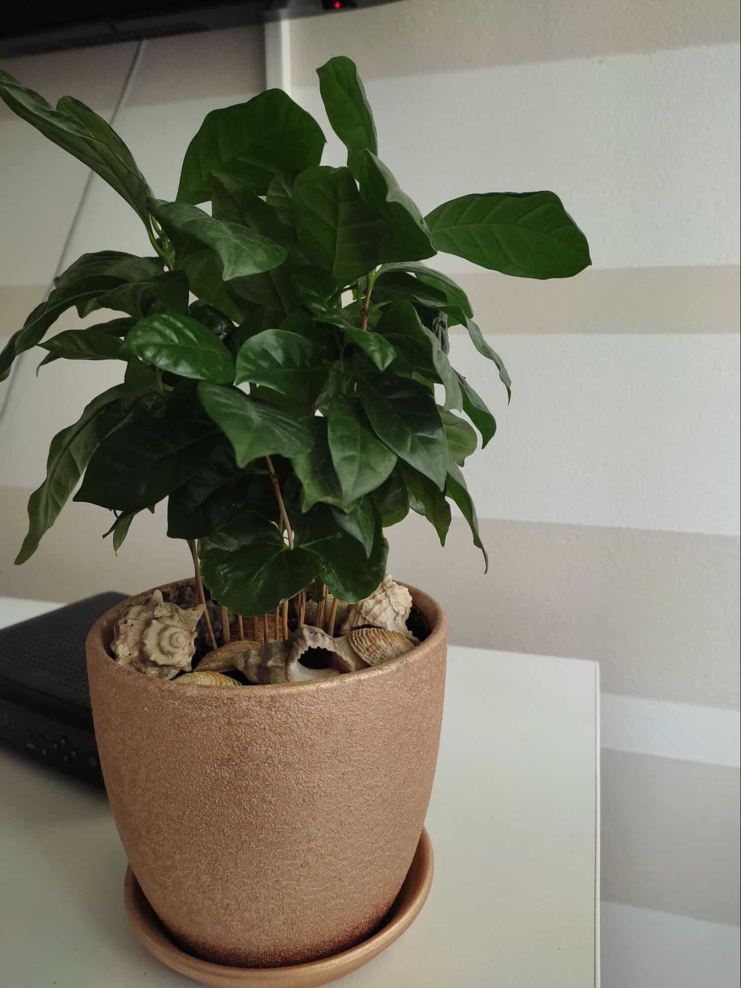 photo of a coffee plant brought back to life after watering