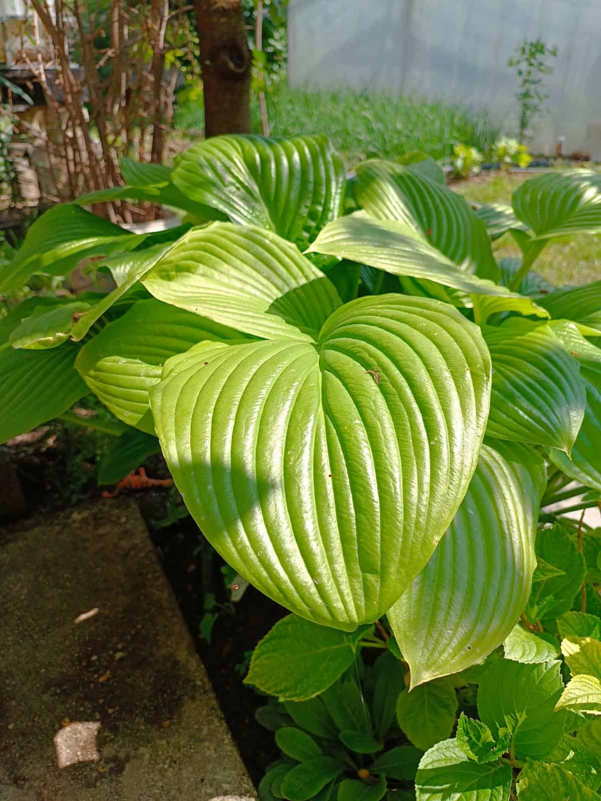 photo of hosta plant, as a border plant in garden