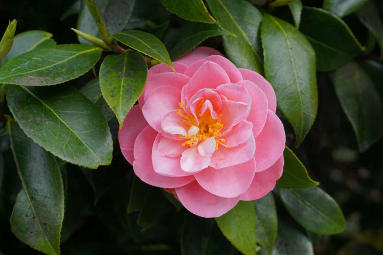 pink Camellias