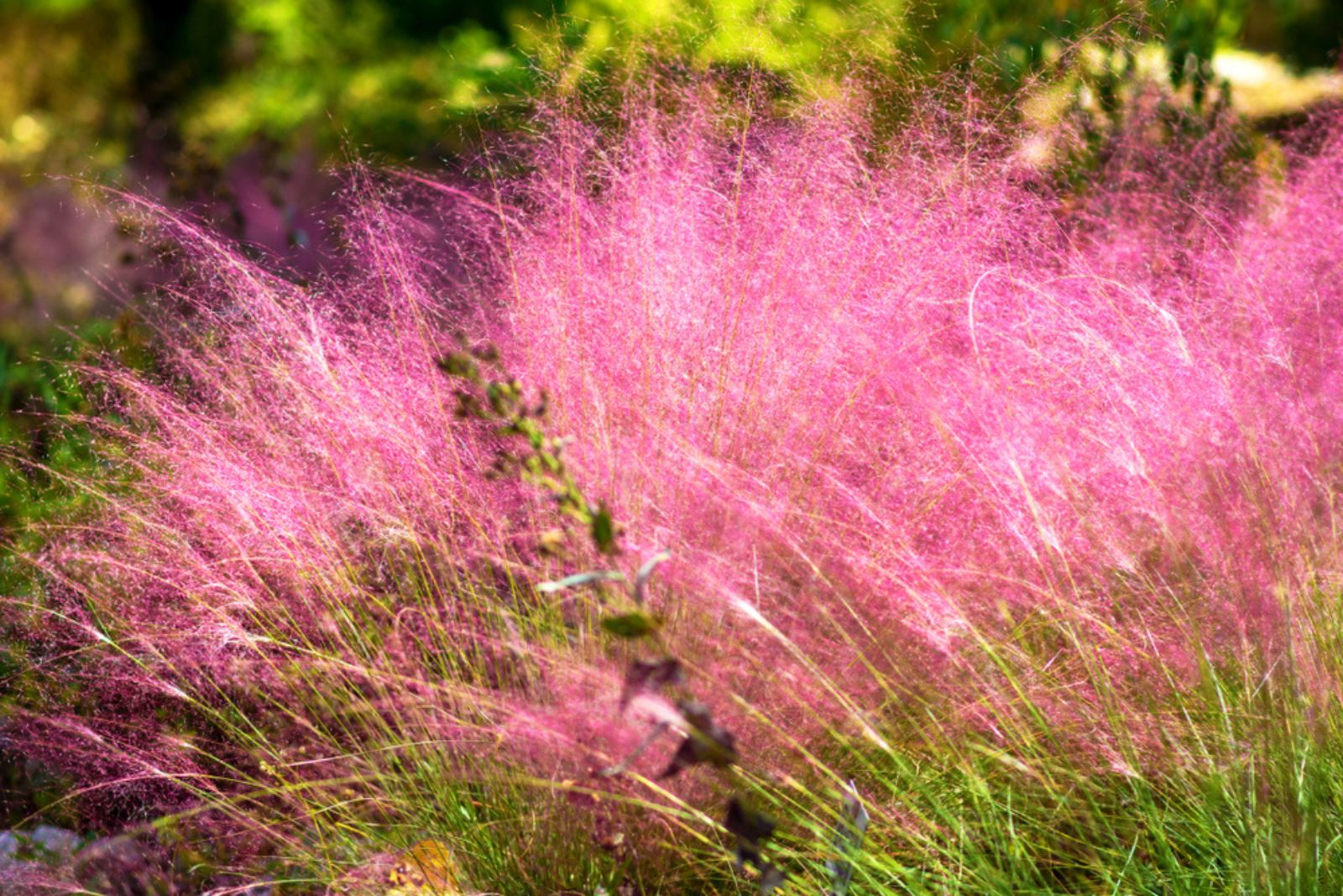 pink muhly grass