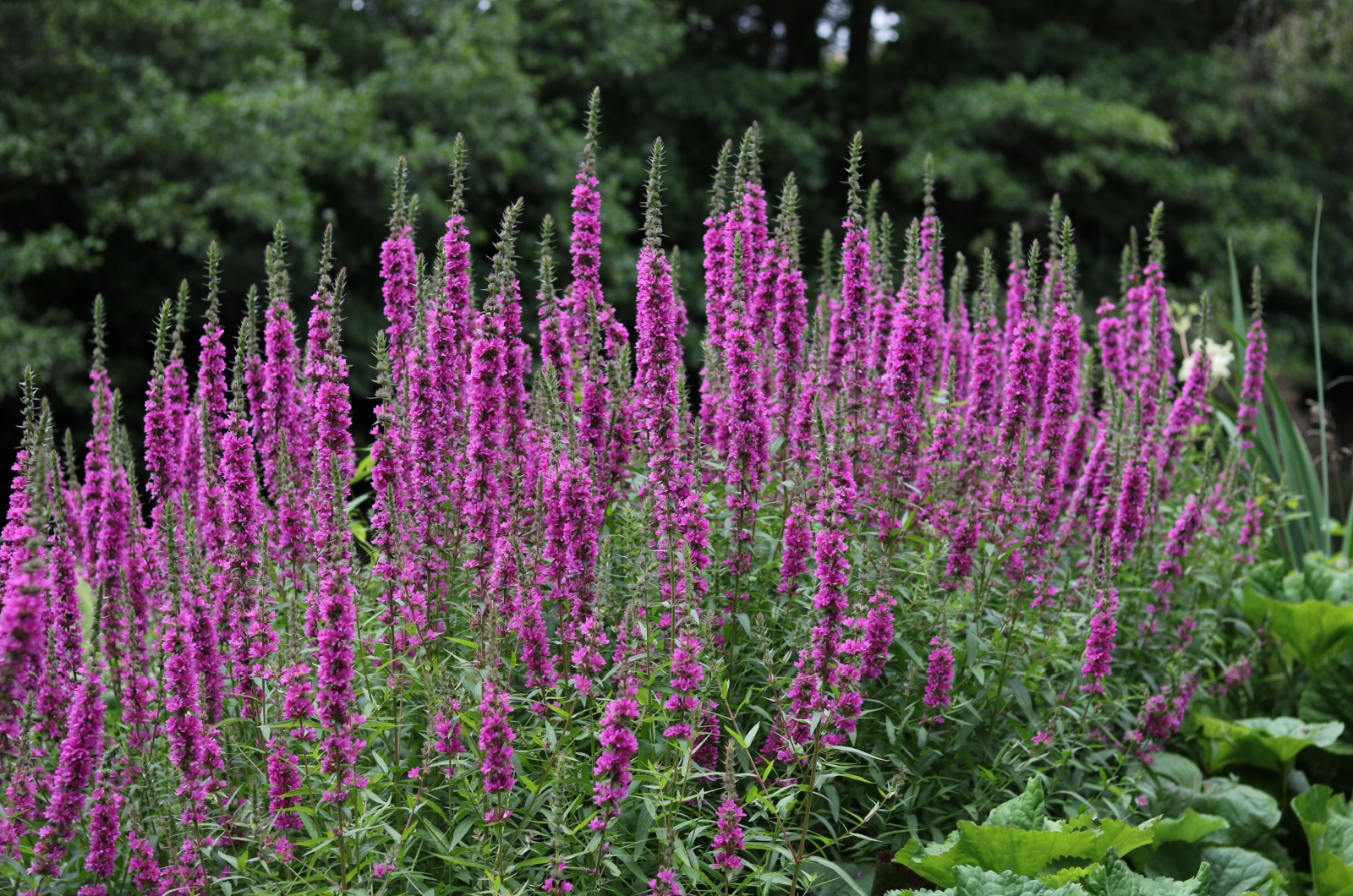 pink veronica flowers