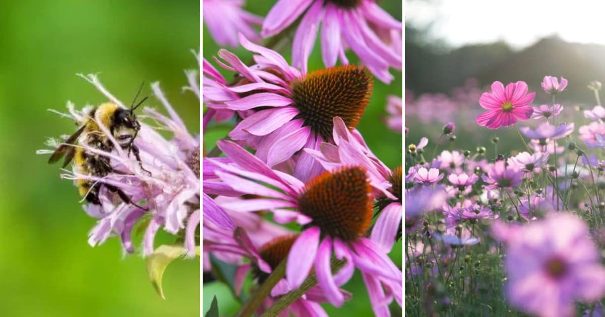 Get A Pollen Paradise With These 10 Best Flowers For Bees
