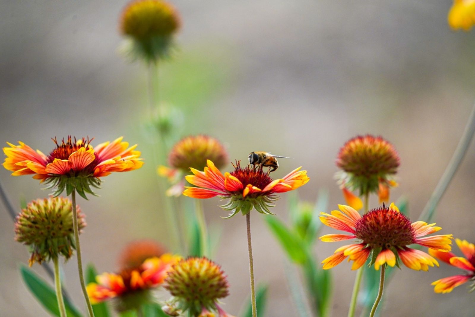 pollinator on blanket flower