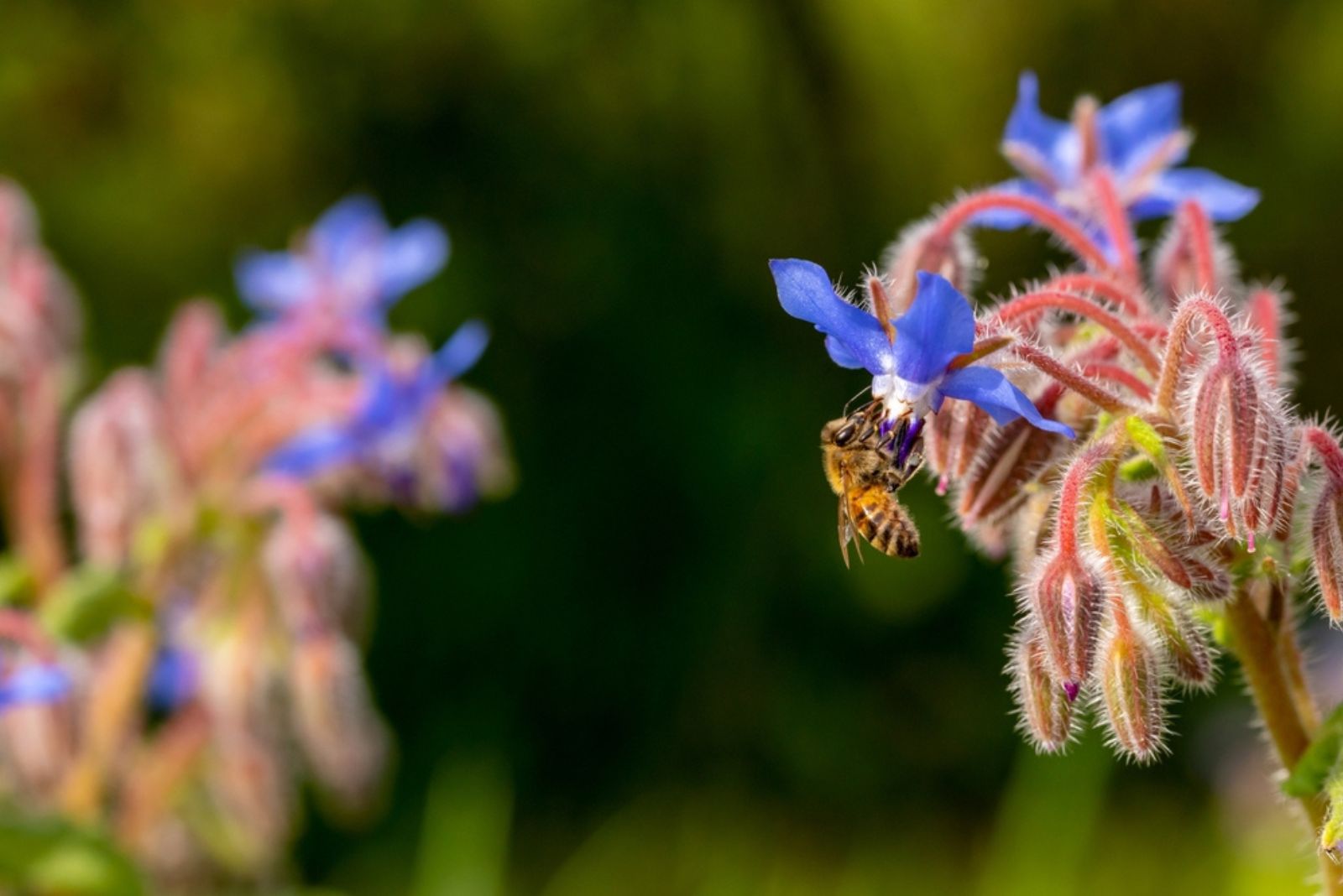 pollinator on borage flower