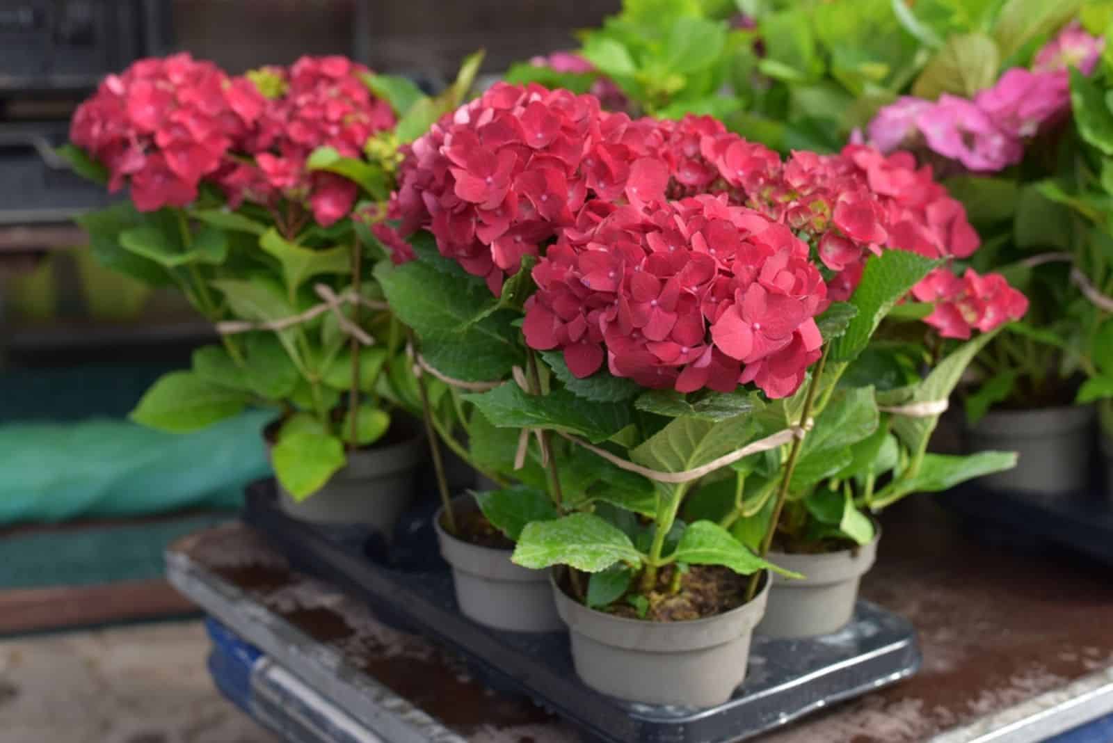 red Hydrangea ready for planting