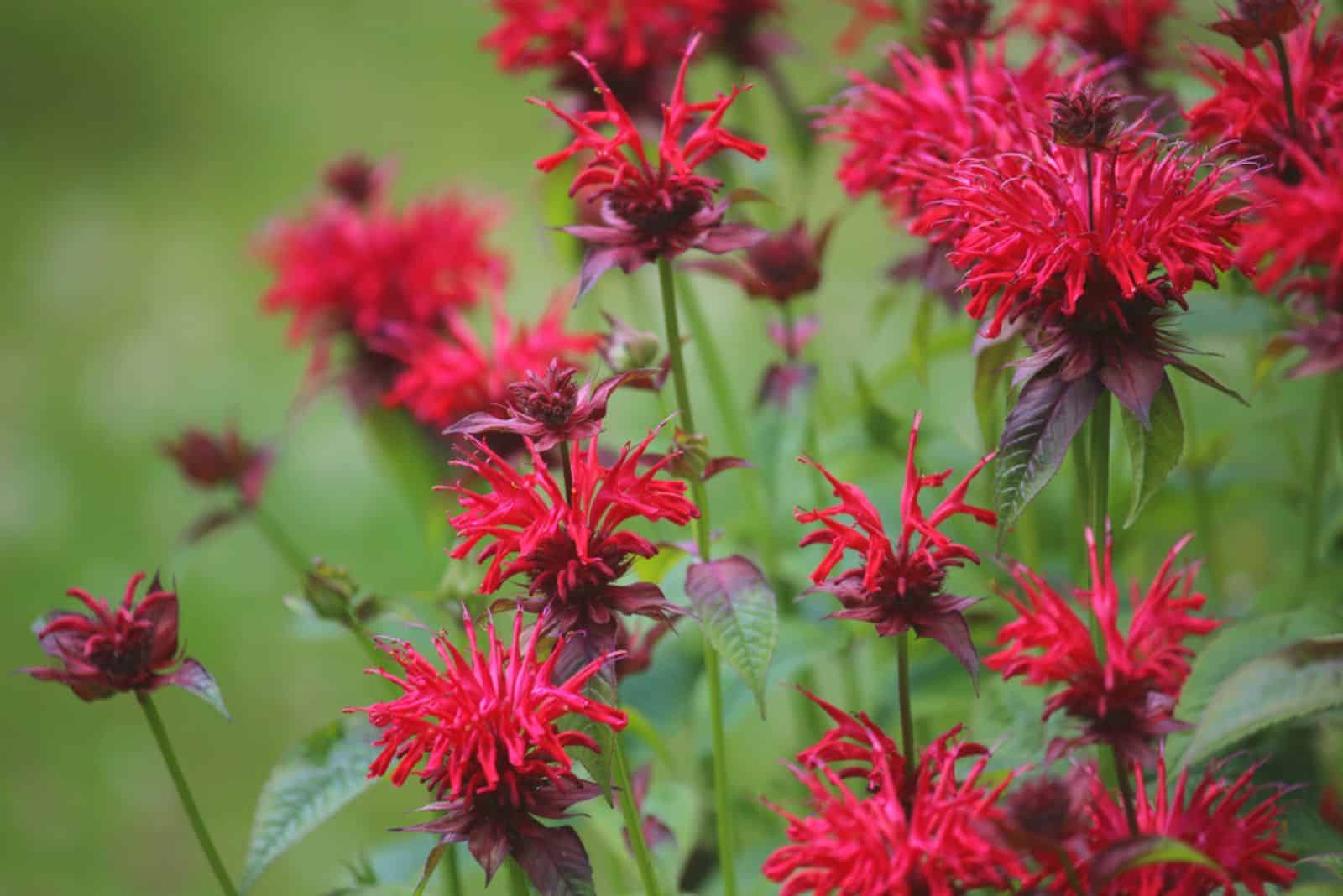 red bee balm flowers in the garden