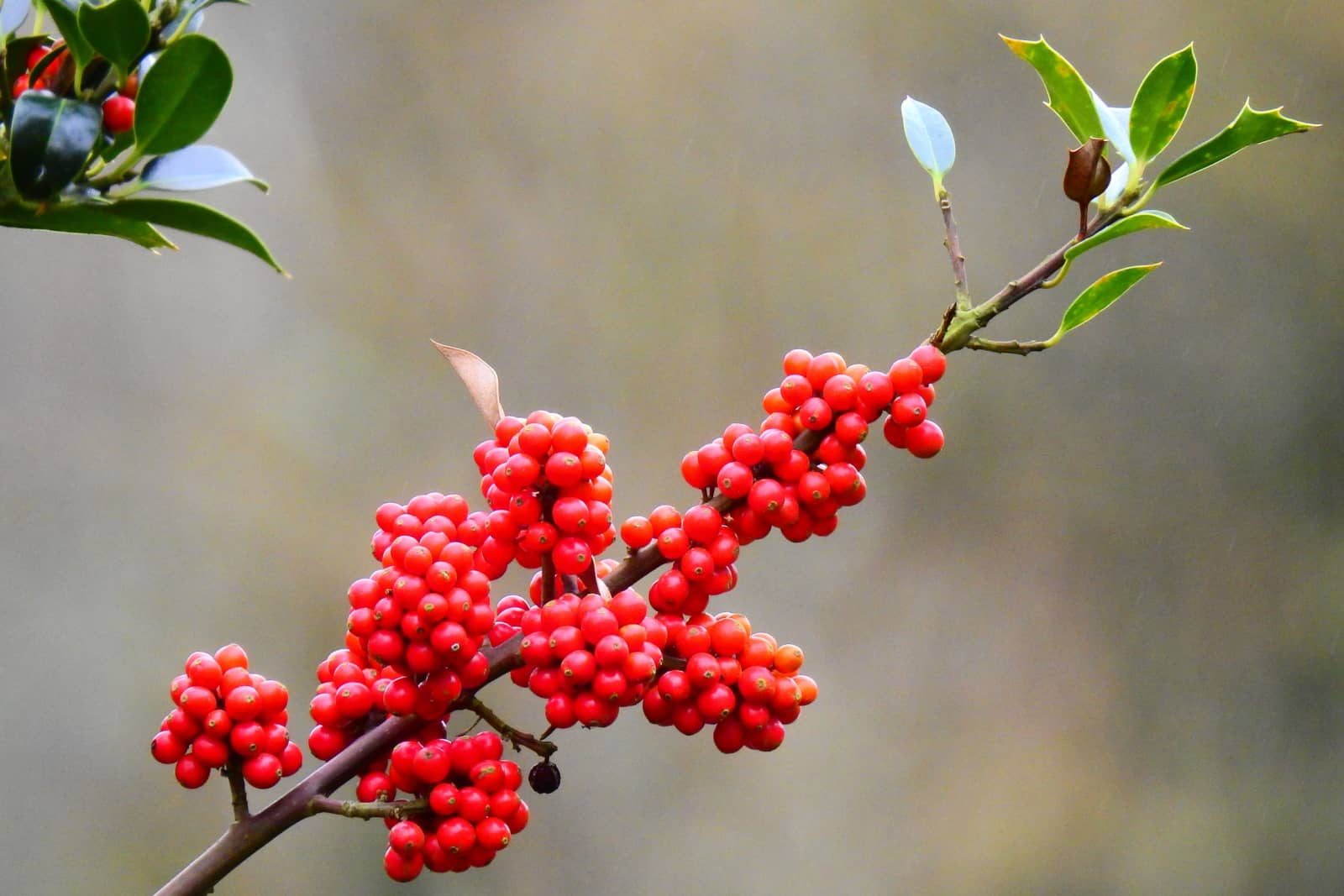 red berries of holly(Ilex aquifolium) on a gray background